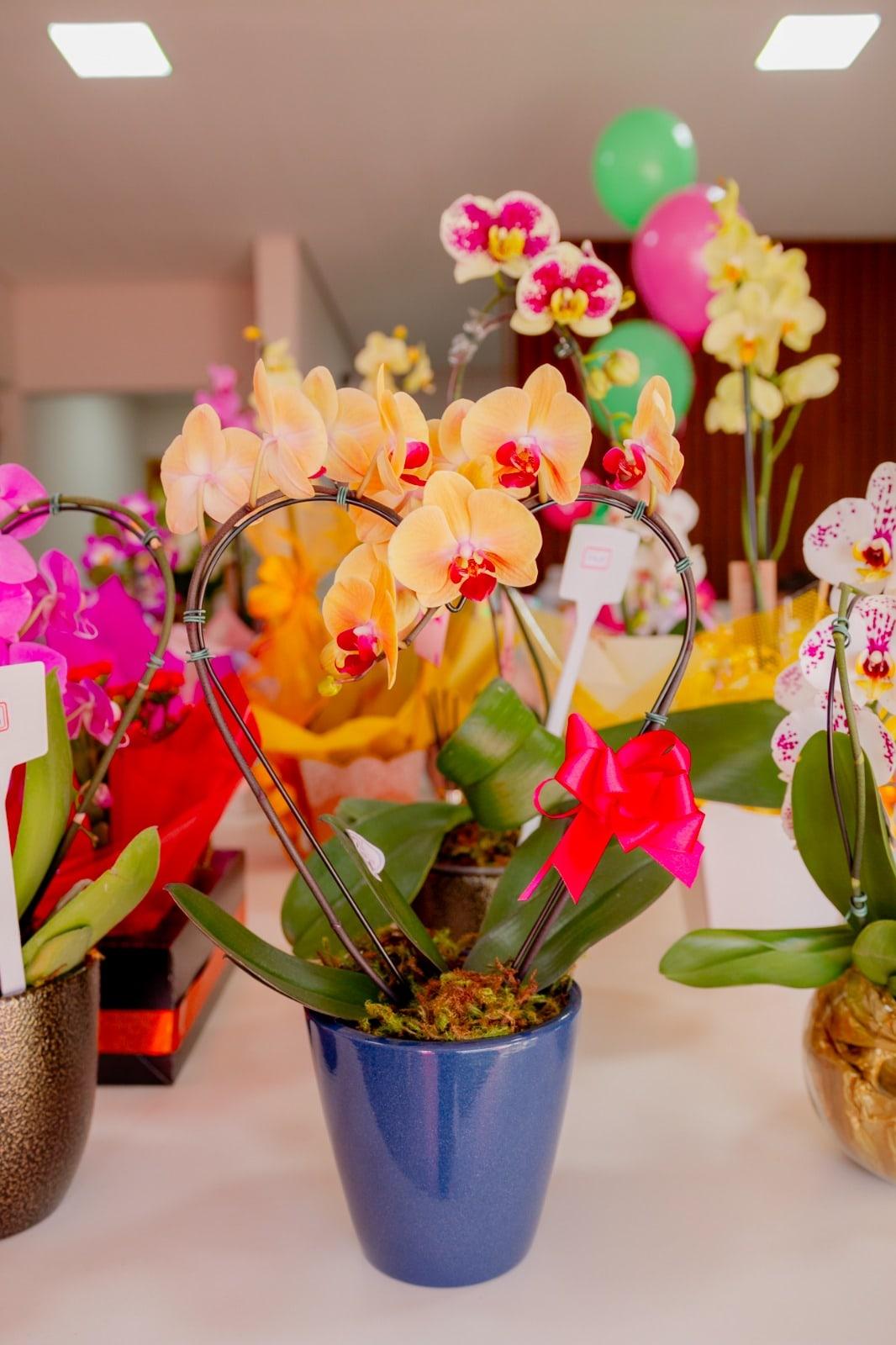 Orquídea amarela e rosa num vaso azul com laço vermelho, sobre o balcão da loja